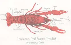 Anatomy of LA Crawfish (3626A)